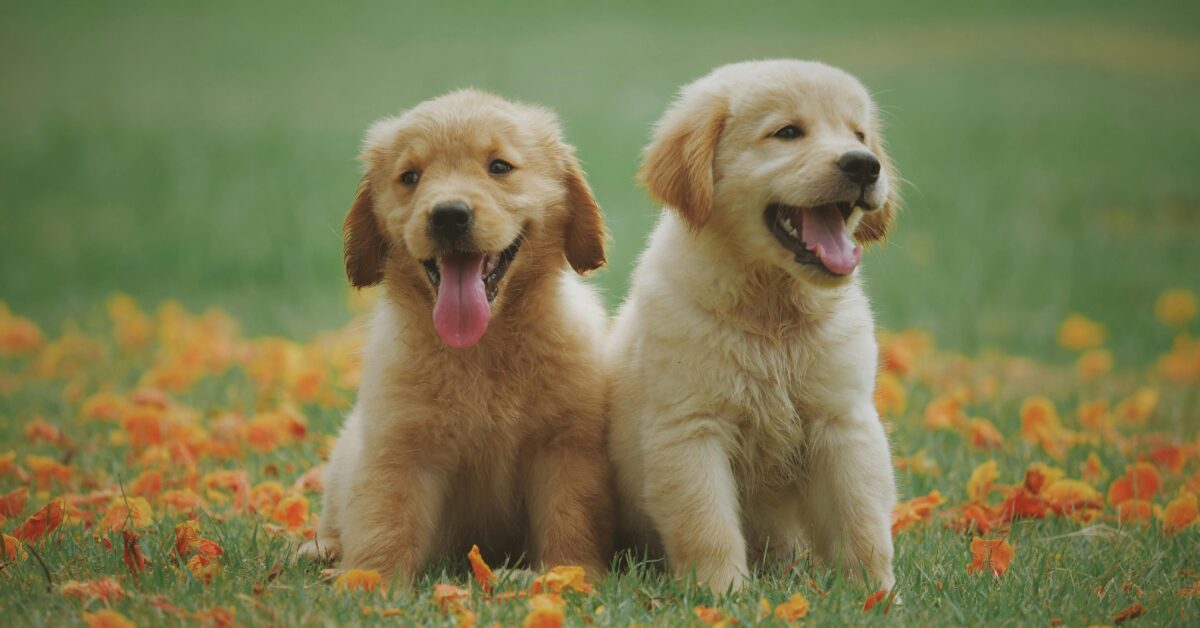 two puppies sitting on grass with orange leaves scattered around them