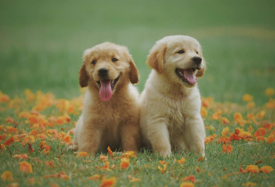 two puppies sitting on grass with orange leaves scattered around them