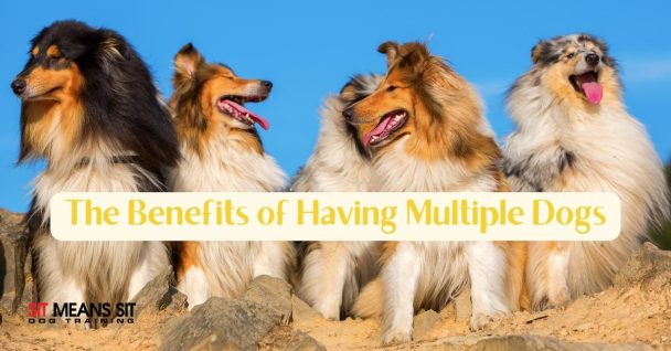 A bunch of dogs with the text benefits of having multiple dogs poster