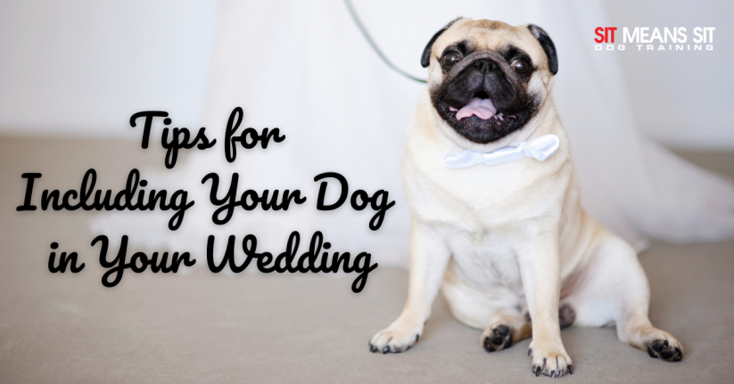 chunky pug in a wedding tux