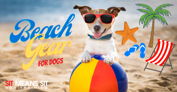 A dog with sunglasses at the beach with the text beach gear for dogs poster