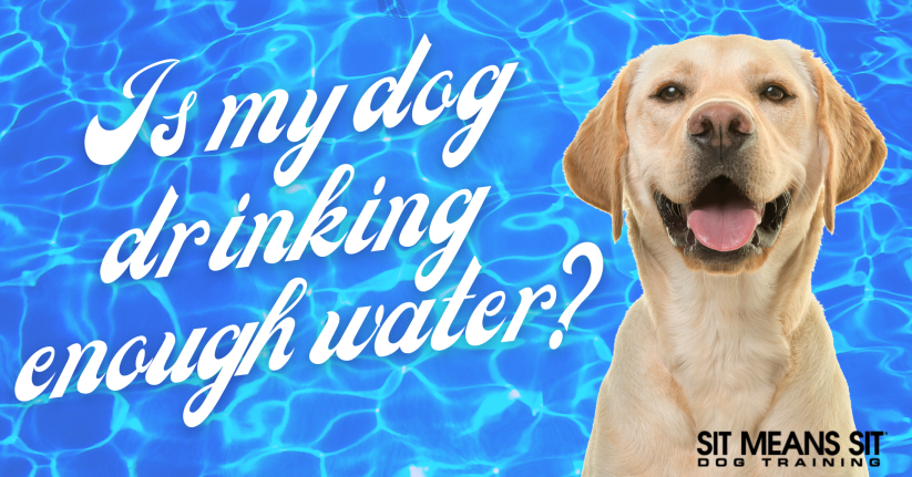A dog smiling with the text Is my dog drinking enough water poster