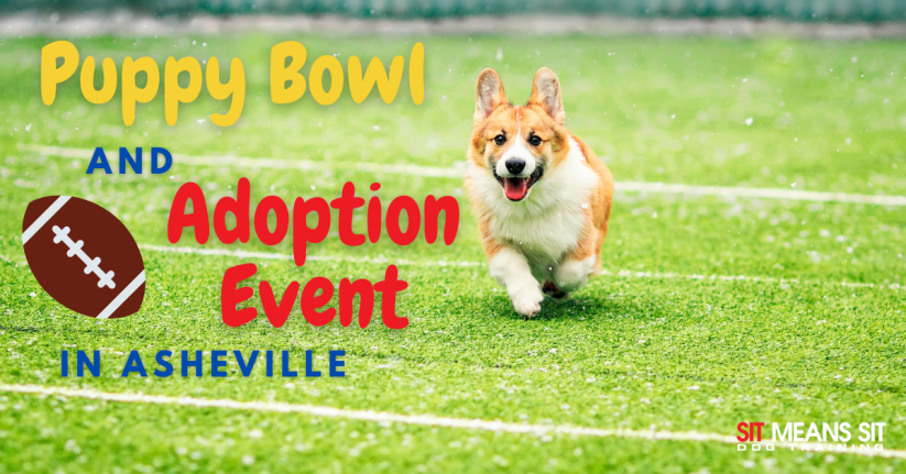 A dog running on a field with the text puppy cowl and adoption event in Asheville poster