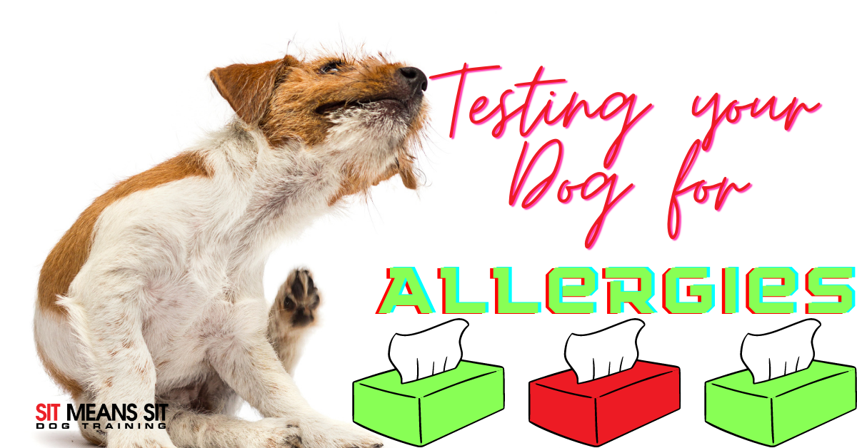 A dog scratching it self with the text testing your dog for allergies poster
