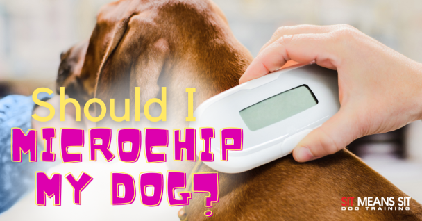 A brown dog with the text should i microchip my dog poster