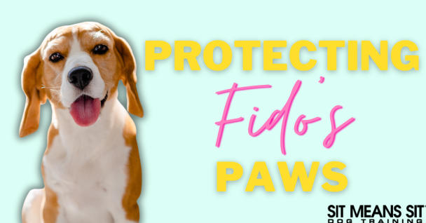 Protecting Your Dogs Paws in the Summer