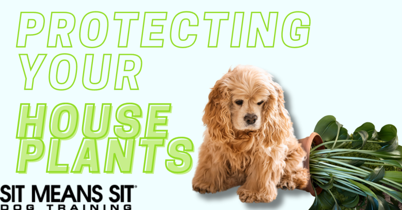 How to Stop Your Dog From Eating Your Houseplants
