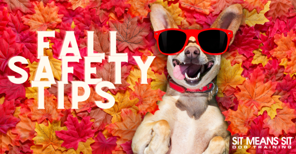 Fall Safety Tips for Dog Owners