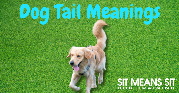 What a Dog's Tail is Saying poster