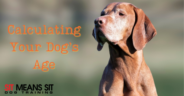 Decoding Dog Years: A Guide to Calculating Fido's Age
