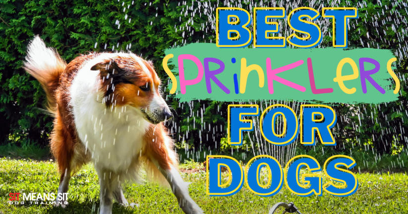 A dog plays in a garden with sprinklers, accompanied by text promoting the best sprinklers for dogs.