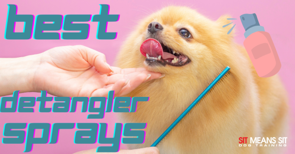 A fluffy Pomeranian dog happily enjoying grooming with a comb and detangler spray on a pink background.