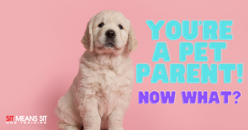 A fluffy puppy sits against a pink background, with text asking pet parents, "Now what?"