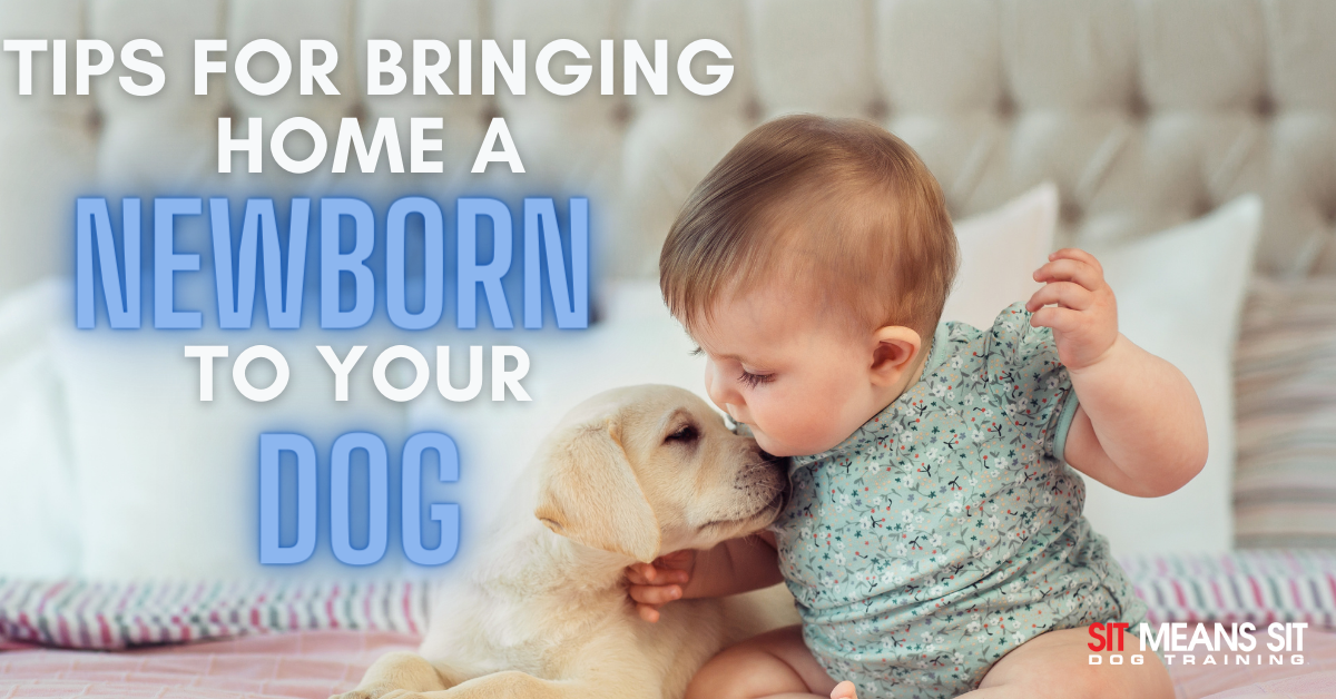 A child kisses a puppy, with text promoting tips for introducing a newborn to a dog.