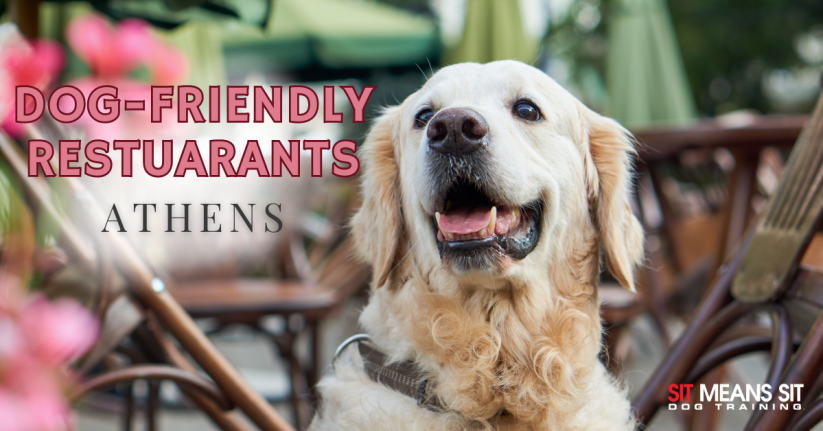 A happy golden retriever sitting outside among restaurant furniture, promoting dog-friendly restaurants in Athens.