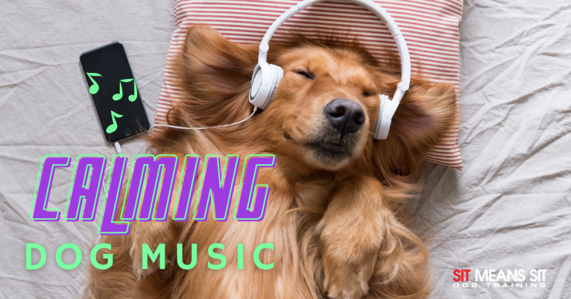 A relaxed golden retriever wearing headphones, with a smartphone nearby, promotes calming dog music.