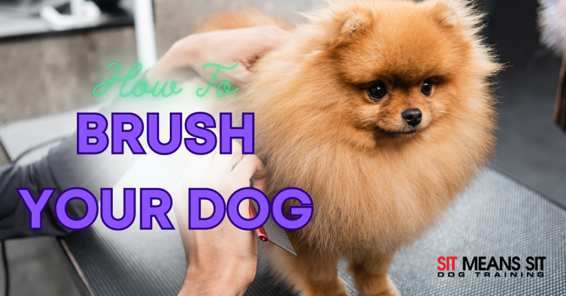 A fluffy Pomeranian being groomed, with text overlay: "How To Brush Your Dog."