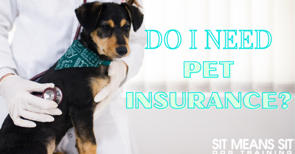 A dog is being examined by a veterinarian, with text asking about the need for pet insurance.