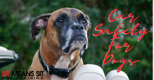 A dog seated in a car, looking attentively out the window, with text about car safety for dogs.