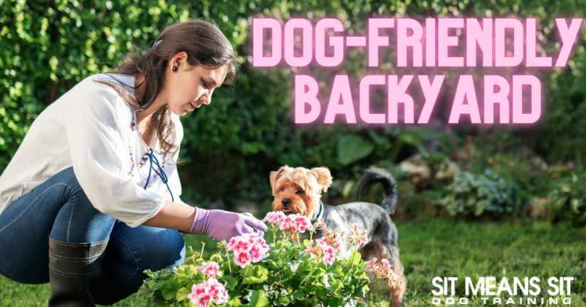 Tips for Making Your Backyard More Dog-Friendly