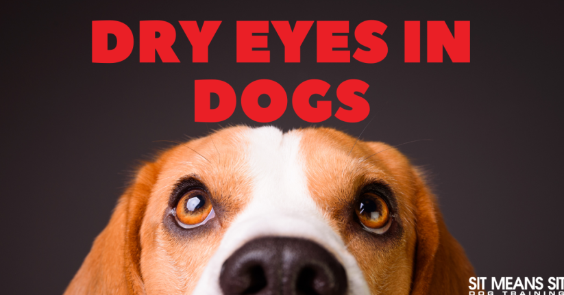 Dry Eyes in Dogs: Causes & Treatment