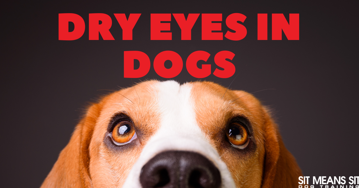 Close-up of a dog's face with the text "Dry Eyes in Dogs" above it.