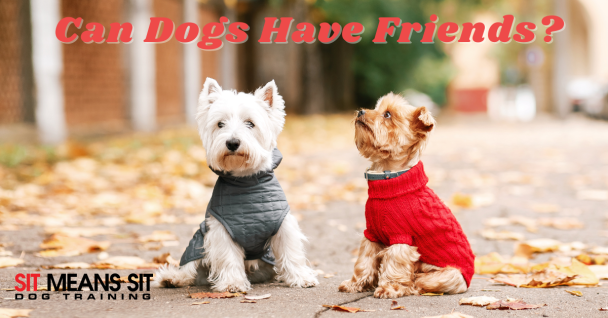 Two dogs dressed in sweaters sit together on a leaf-covered path, with the text "Can Dogs Have Friends?" above them.