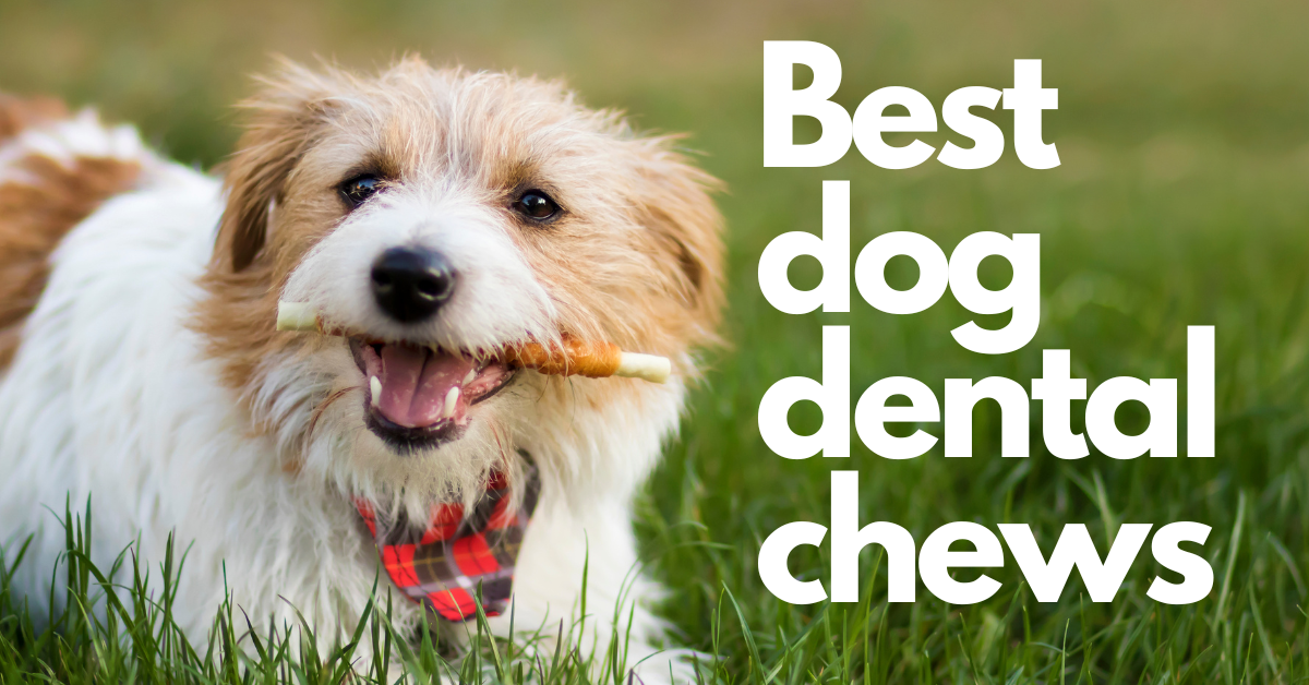 A happy dog with a treat in its mouth, sitting on green grass, with text about dog dental chews.