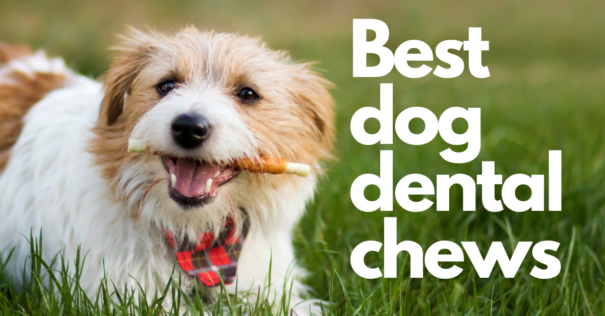 The Best Dental Chews for Fido in 2024