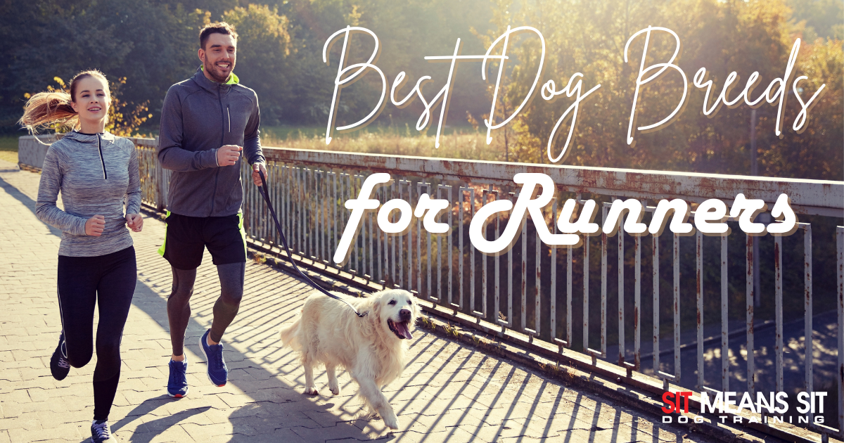 A man and woman jog alongside a golden retriever on a sunny path with text overlay about dog breeds for runners.