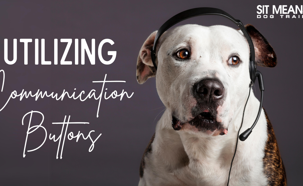 A dog wearing a headset, with text about utilizing communication buttons.