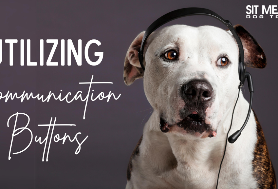 A dog wearing a headset, with text about utilizing communication buttons.