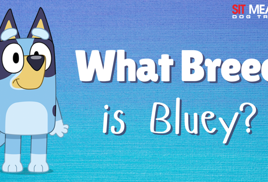 Cartoon dog named Bluey with the text "What Breed is Bluey?" on a colorful background.