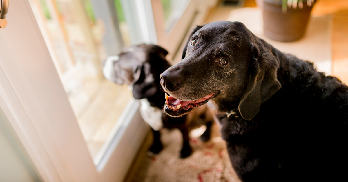 What Does Dementia Look Like in Dogs?