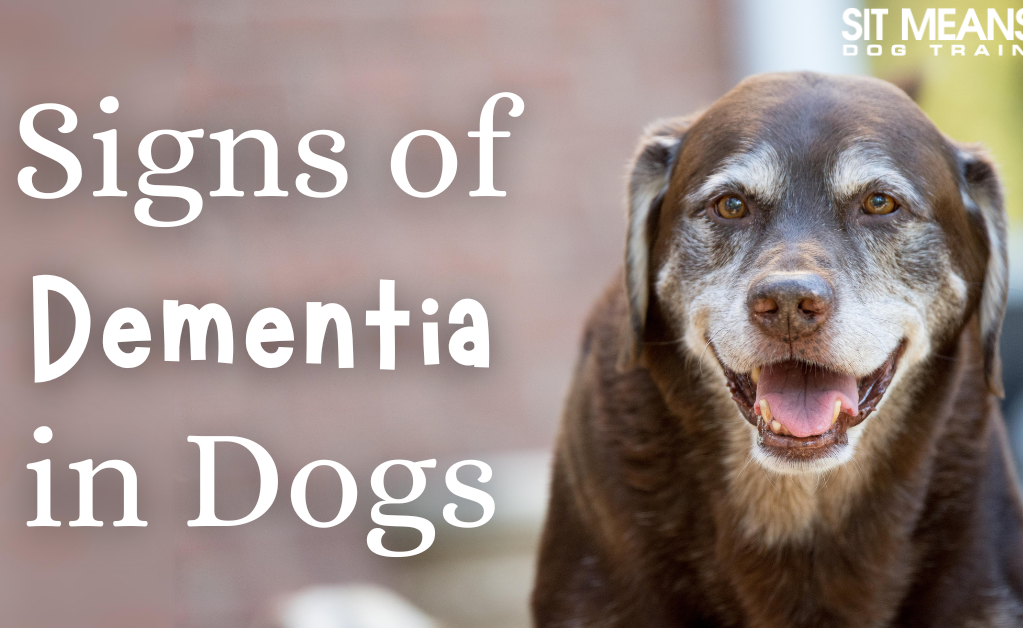 A smiling brown dog with text overlay stating "Signs of Dementia in Dogs."