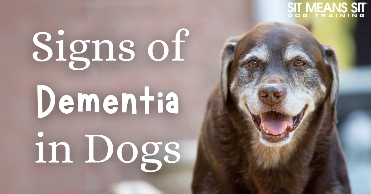 A smiling brown dog with text overlay stating "Signs of Dementia in Dogs."