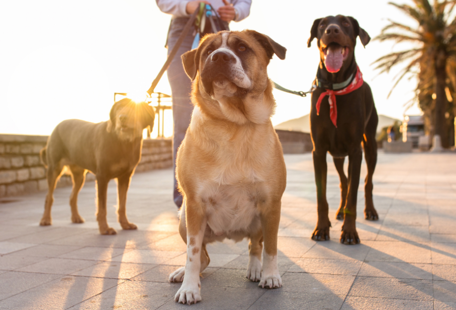 A person walking three dogs during sunset, with palm trees in the background.