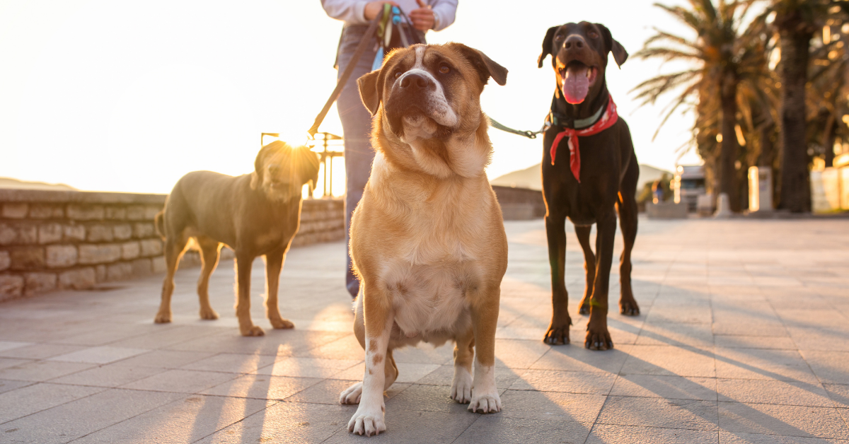 When is the Pavement Too Hot for Fido's Paws?