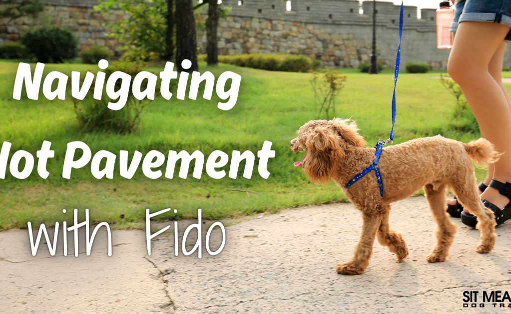 A person walks a dog on a sunny day with a caption about navigating hot pavement.