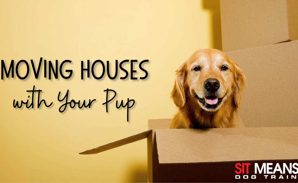 A happy dog peeks out of a cardboard box with a yellow background and text about moving houses with pets.