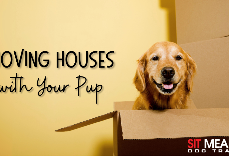 A happy dog peeks out of a cardboard box with a yellow background and text about moving houses with pets.