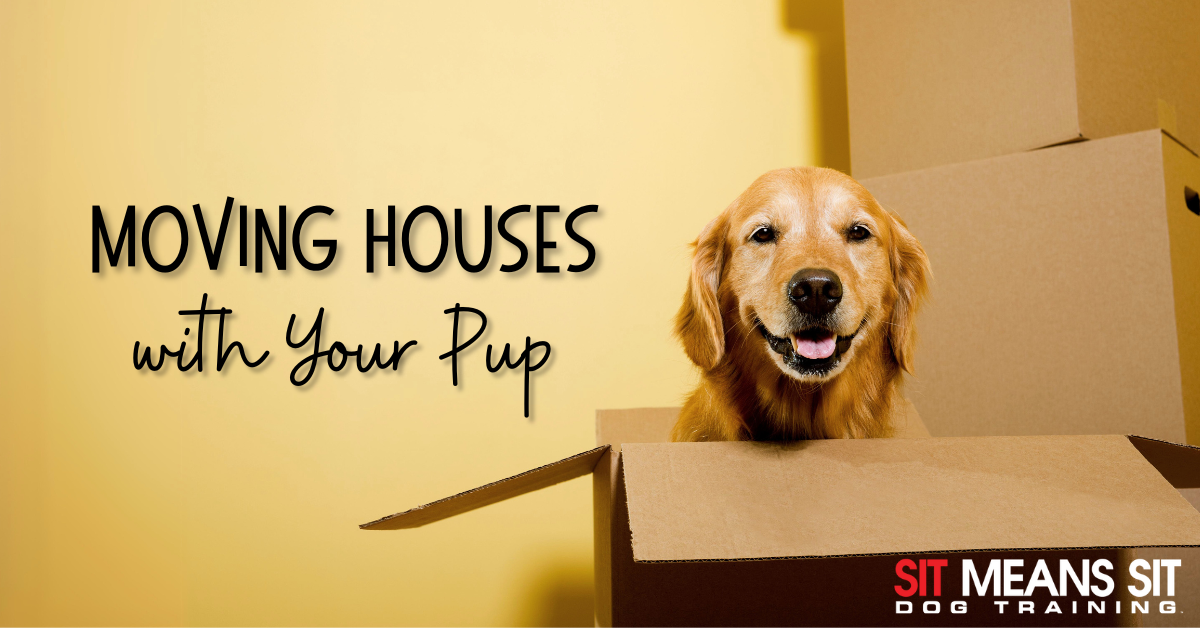 A happy dog peeks out of a cardboard box with a yellow background and text about moving houses with pets.