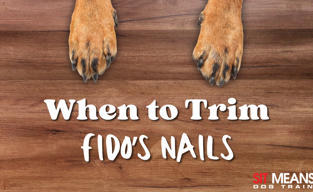 Text on wood background: "When to Trim Fido's Nails." Dog paws visible below the text.