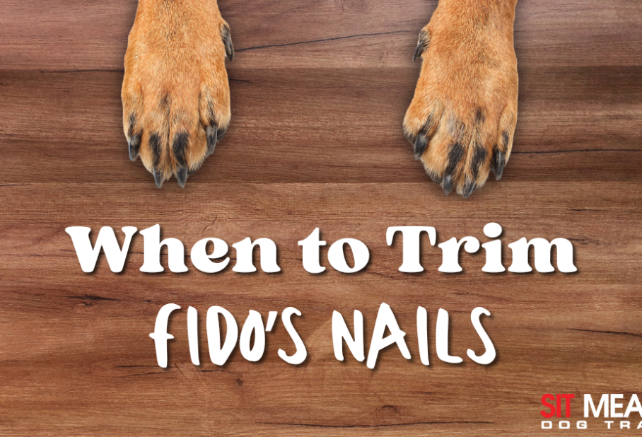 Text on wood background: "When to Trim Fido's Nails." Dog paws visible below the text.