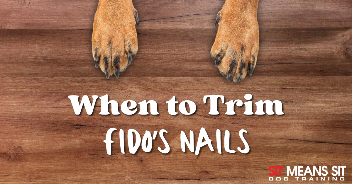 Text on wood background: "When to Trim Fido's Nails." Dog paws visible below the text.