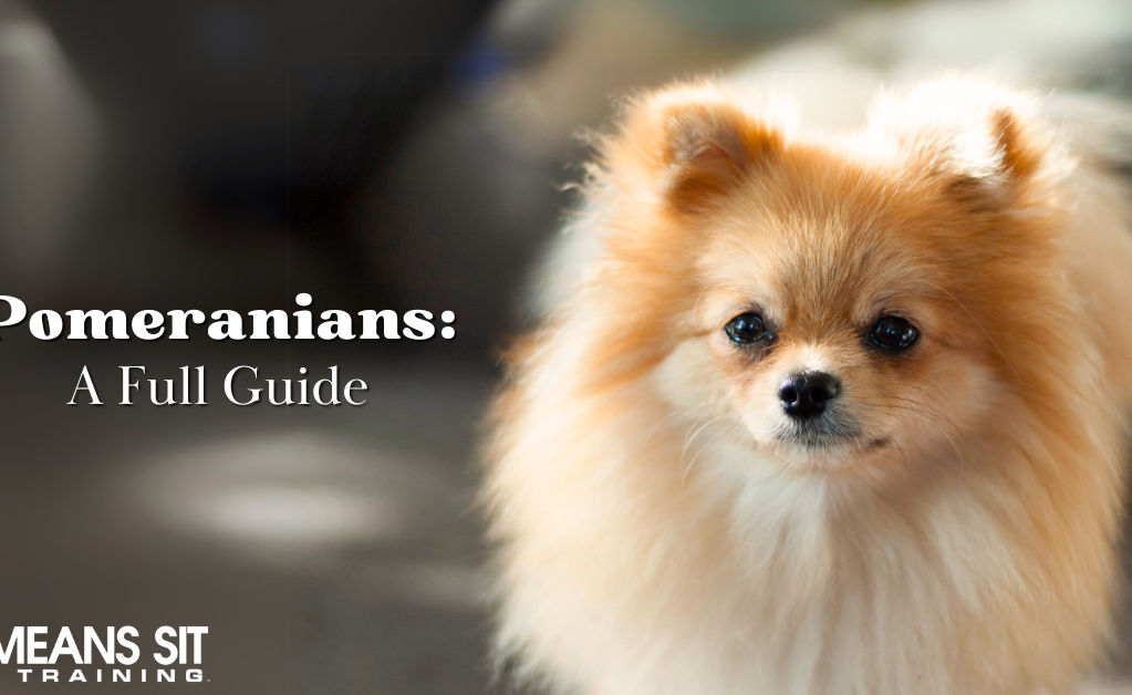 A fluffy Pomeranian dog with a guide title about Pomeranians in the background.