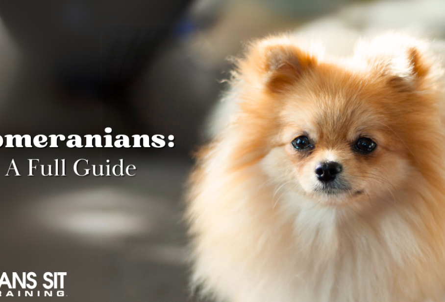A fluffy Pomeranian dog with a guide title about Pomeranians in the background.
