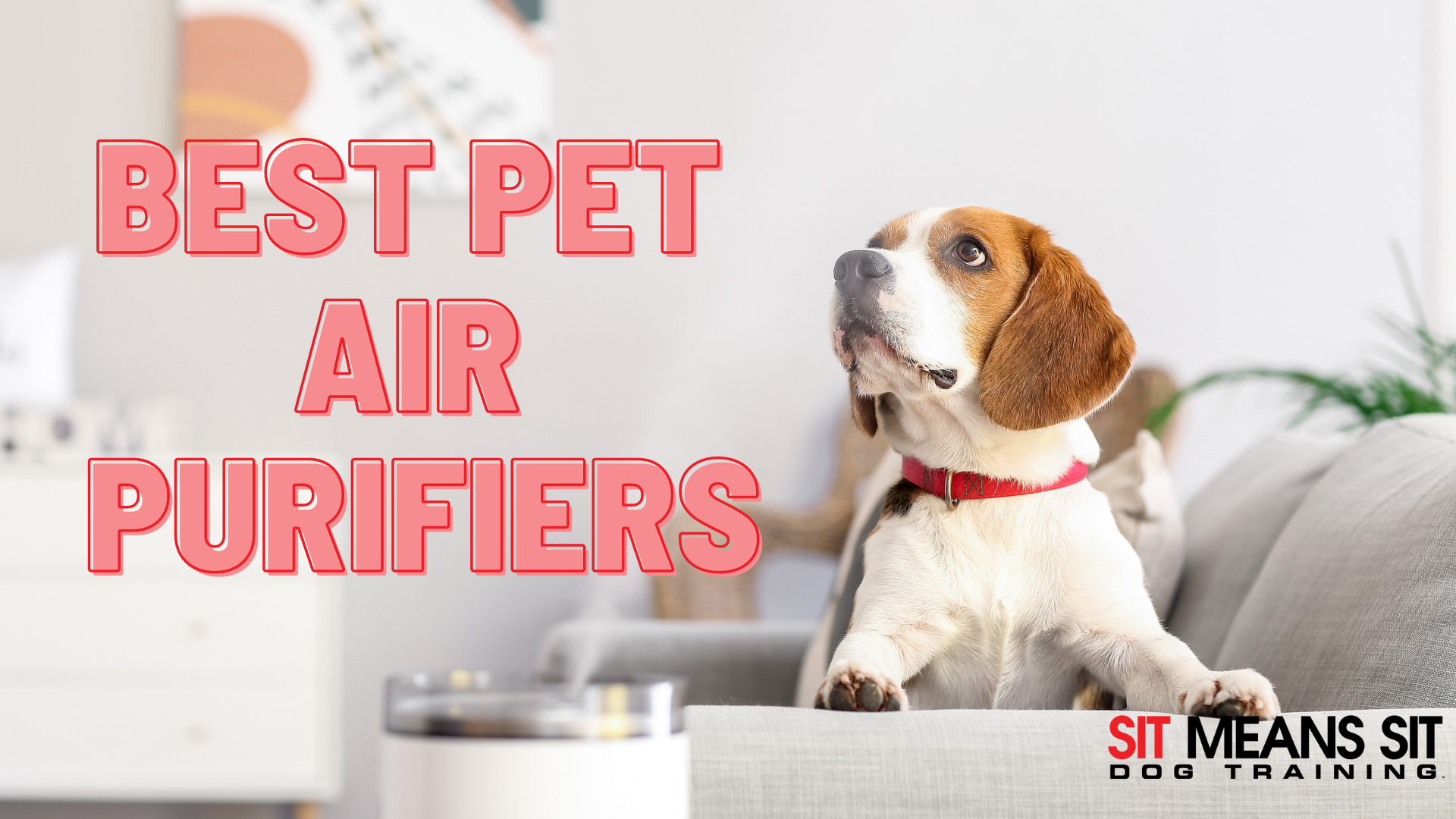 Best Air Purifiers for Pet Owners Sit Means Sit Dog Training Atlanta