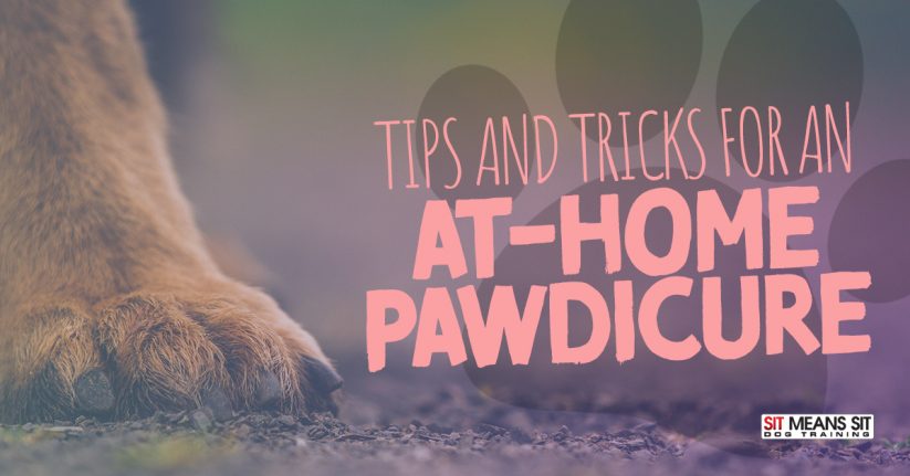 Tips and Tools for an At-Home Pawdicure