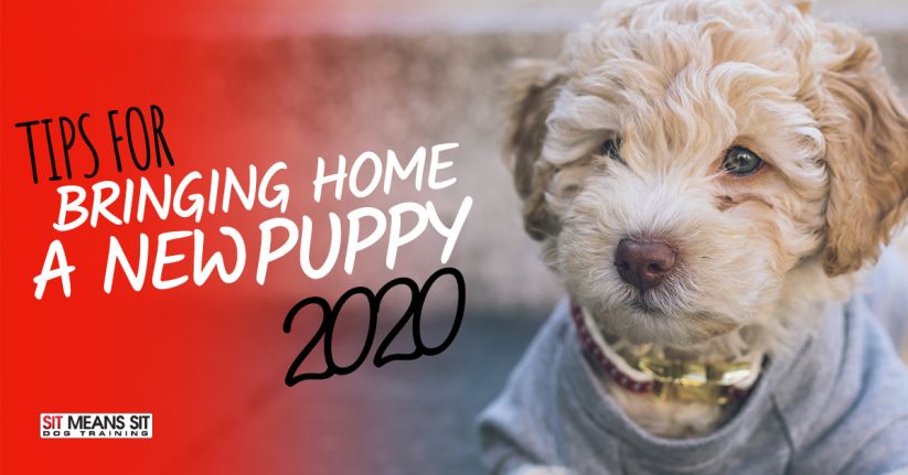 Tips for Bringing Home a Puppy in 2020